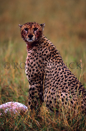 CheetahMara_011