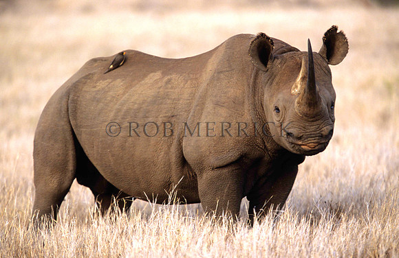 BlackRhinoLewa_041