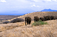 ElephantLewa_008