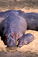 HippoMara_007
