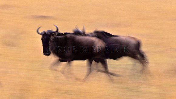 WildebeestMara_006