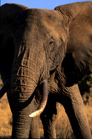 ElephantLewa_003