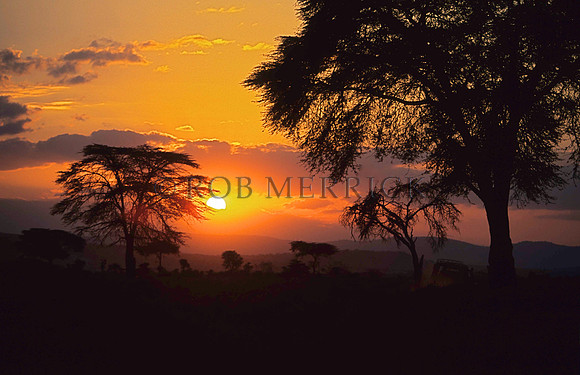Lewa_008