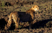 CheetahLewa_001