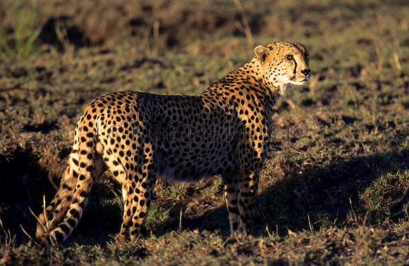CheetahLewa_001