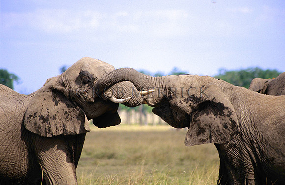 ElephantMara_004