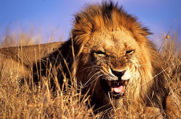 LionLewa_015