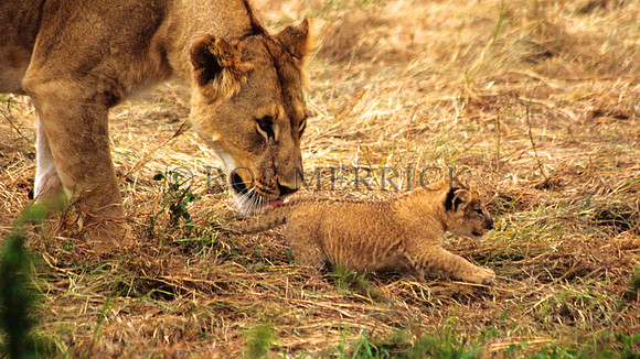 LionMara_010