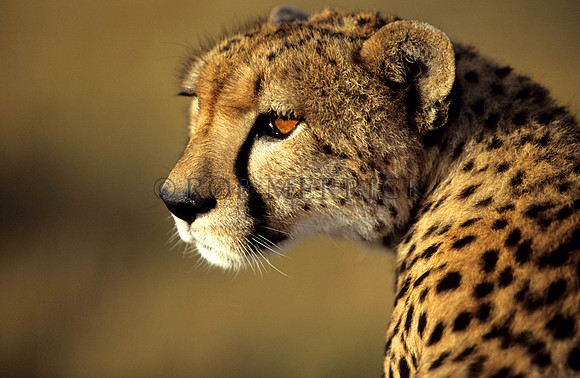 CheetahMara_004