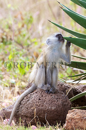 VervetMonkeyLewa_002