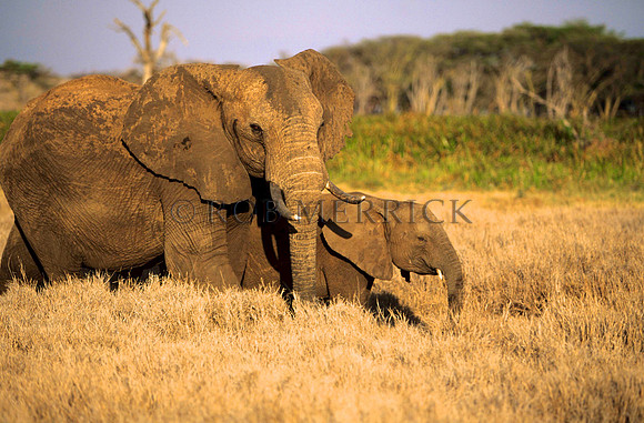 ElephantLewa_016