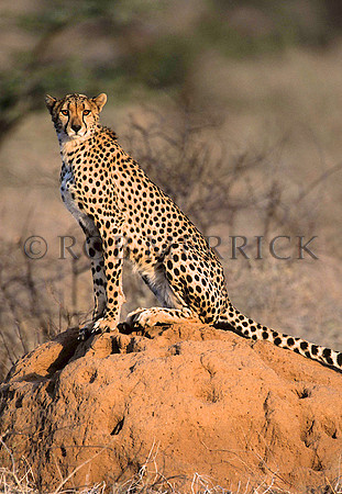 CheetahSamburu_002