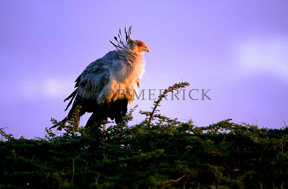 SecretaryBirdLewa_001