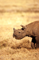 BlackRhinoLewa_005