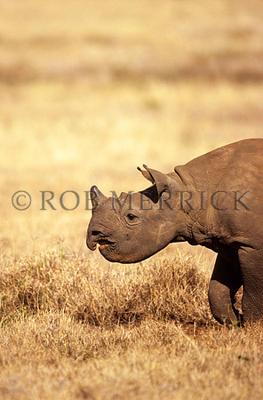 BlackRhinoLewa_005