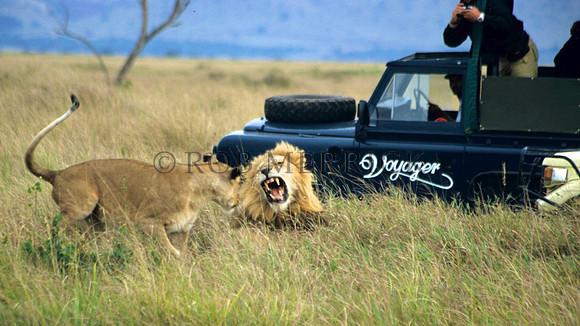 LionMara_011