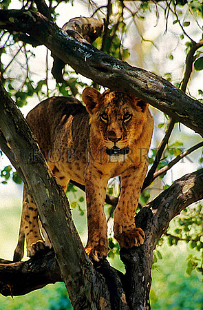 LionNakuru_002