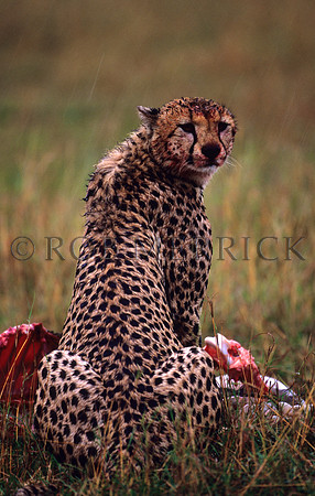 CheetahMara_010