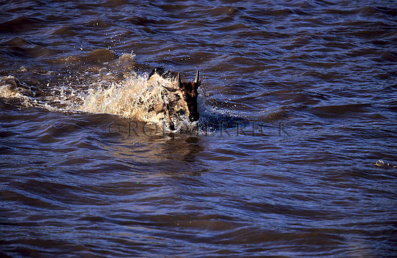 WildebeestMara_002