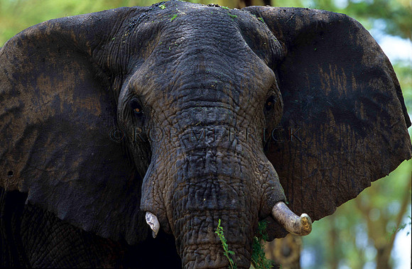 ElephantLewa_011