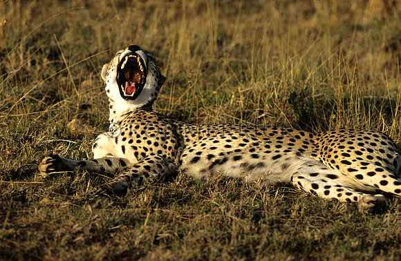 CheetahLewa_042