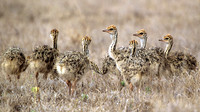 OstrichLewa_003