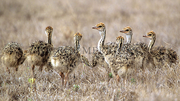 OstrichLewa_003