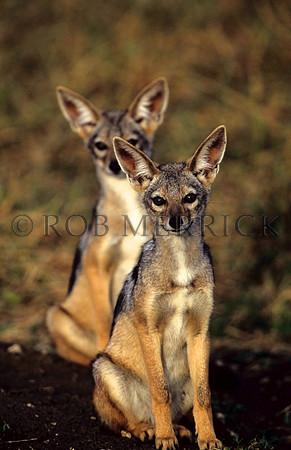 SilverbackJackalMara_006