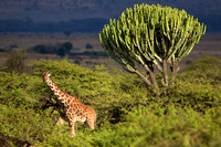 GiraffeLewa_001