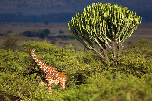 GiraffeLewa_001