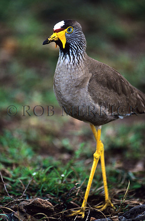 WaddledPloverMara_001