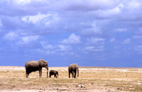 ElephantAmboseli_004