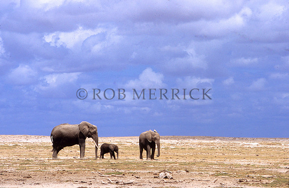 ElephantAmboseli_004