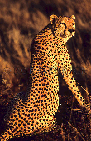 CheetahLewa_041