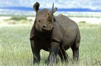 BlackRhinoLewa_010