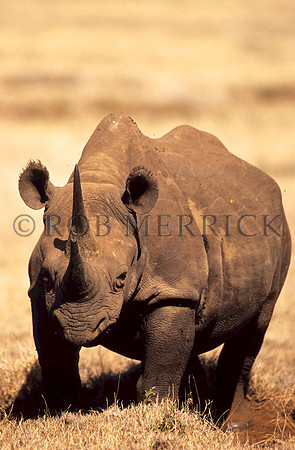 BlackRhinoLewa_039