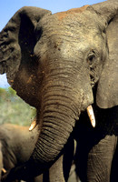 ElephantLewa_004