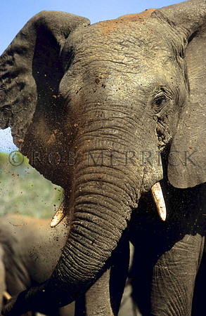 ElephantLewa_004