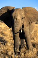ElephantLewa_004
