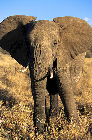 ElephantLewa_004