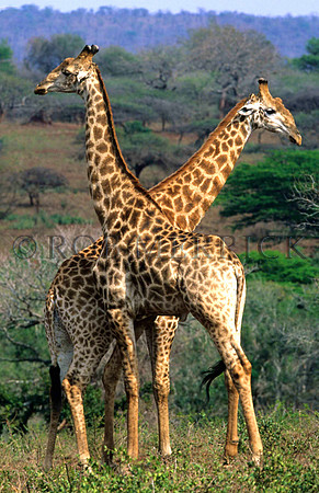 GiraffePhinda_001