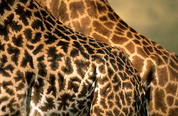 GiraffeMara_001