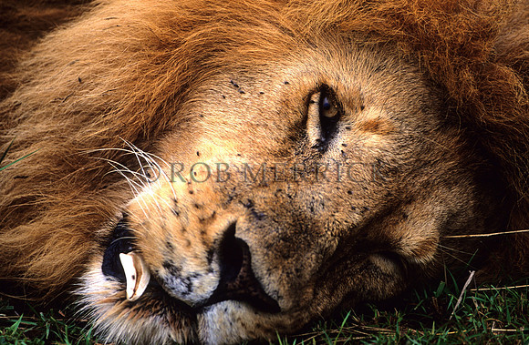 LionMara_043