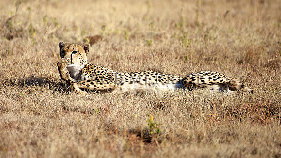CheetahLewa_032