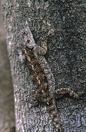 AgamaLizardLondolozi_001