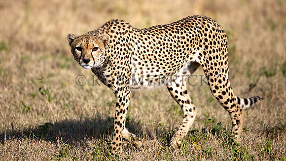 CheetahLewa_034