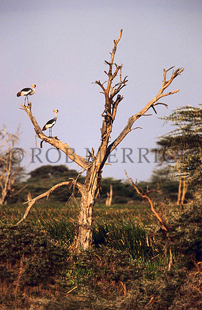 Lewa_012