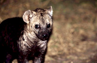 HyenaMara_001