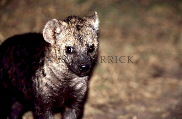 HyenaMara_001