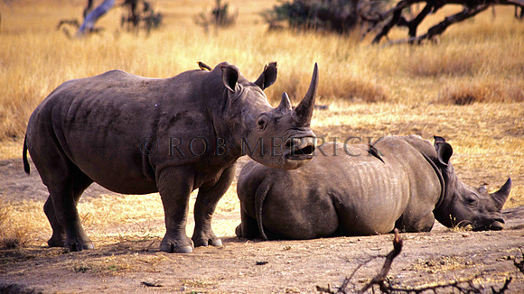 WhiteRhinoLewa_005